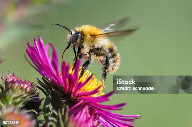 Bumble Bee Start To Fly Stockfoto und mehr Bilder von Abheben - Aktivität - Abheben - Aktivität, Aster, Berühren