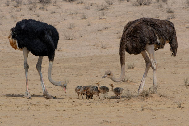 istock Ostrich in the Kgalagadi Transfrontier Park 1872365913