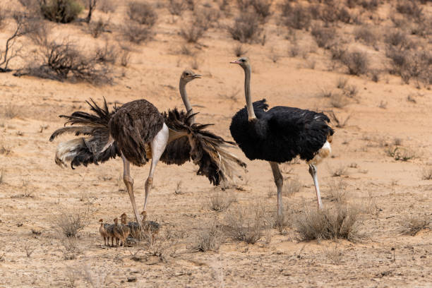 istock Ostrich in the Kgalagadi Transfrontier Park 1872365914