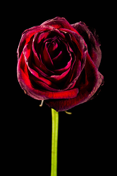 Low Key Rose 210+ Withered Rose In Low Key Stock Photos, Pictures & Royalty-Free ...