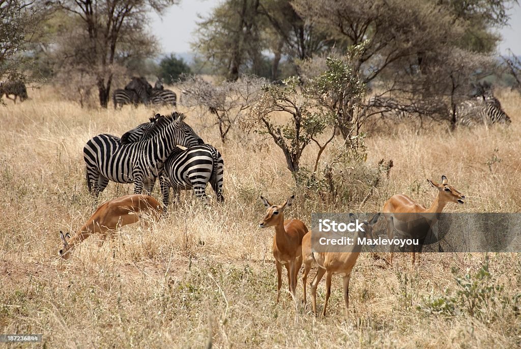 Parque nacional de Tarangire - Royalty-free Alimentar Foto de stock