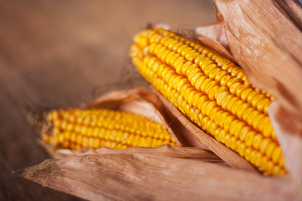 Two pieces of dried autumn corns on the cob, placed on brown board.