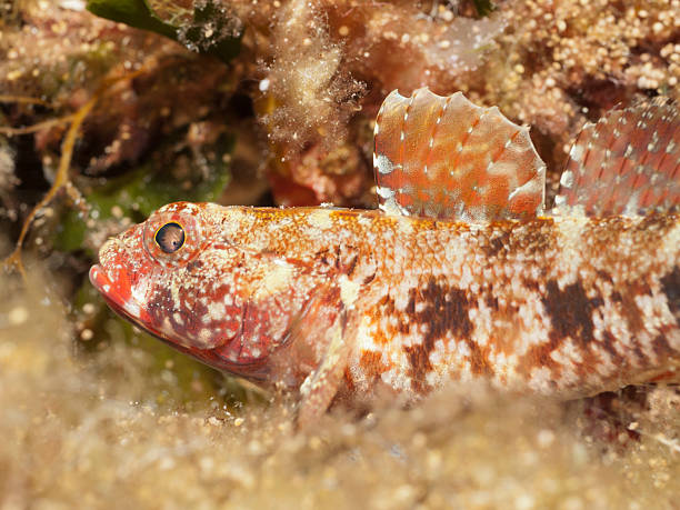 red-mouthed goby - gobius cruentatus red-mouthed goby - gobius cruentatus trimma okinawae stock pictures, royalty-free photos & images