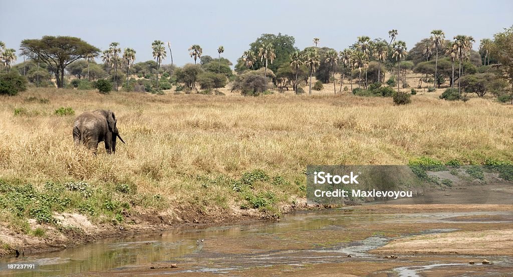 Sauvage de Tarangire - Photo de Afrique libre de droits