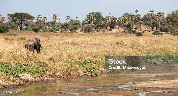 Photo libre de droit de Sauvage De Tarangire banque d'images et plus d'images libres de droit de Afrique - Afrique, Animaux de safari, Animaux à l'état sauvage