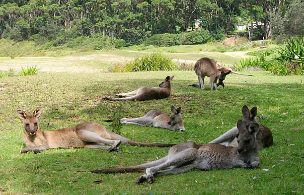 Photo of Relaxed Kangaroo's