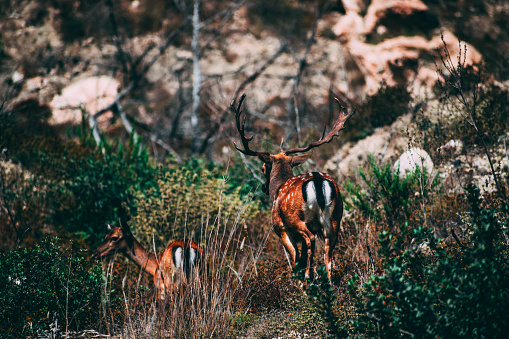 A deer before moving