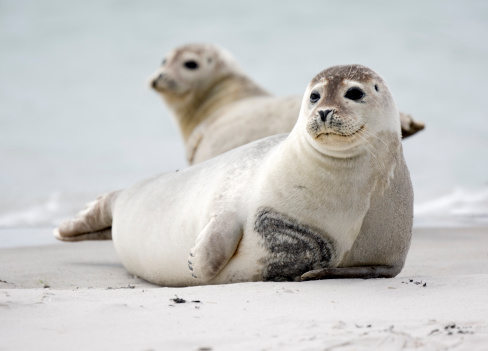 Two harbor seals lying on the beach.
