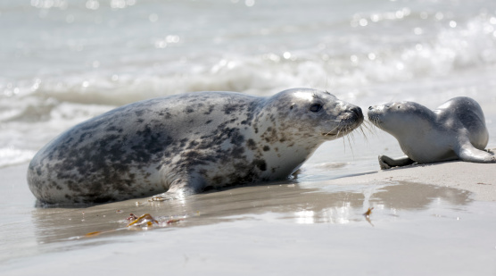 Gray seal with pup lying on beach