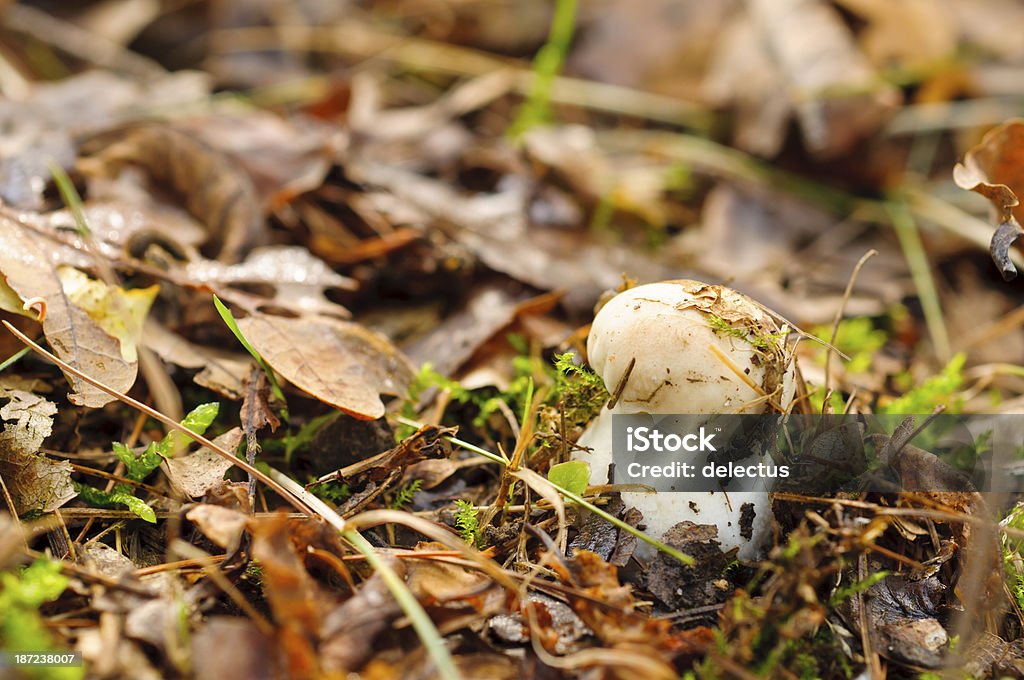 Kleinere porcini - Lizenzfrei Bildschärfe Stock-Foto