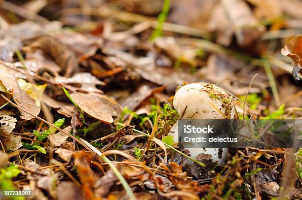 Kleinere Porcini Stockfoto und mehr Bilder von Bildschärfe - Bildschärfe, Blatt - Pflanzenbestandteile, Braun