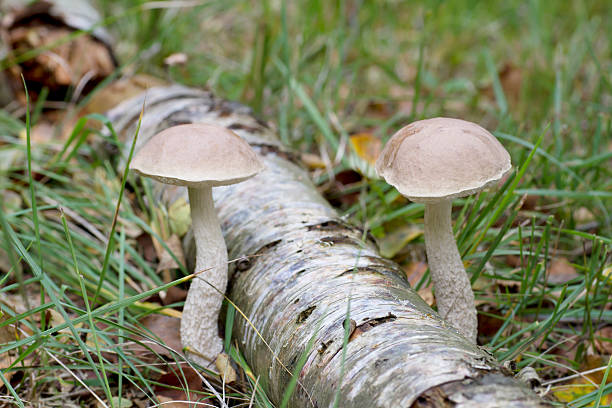 boletus (leccinum scabrum) - soil saprophyte foto e immagini stock