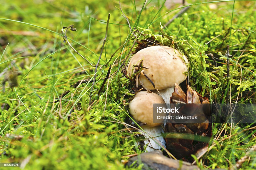 Zwei Steinpilzen in der moss - Lizenzfrei Bildschärfe Stock-Foto