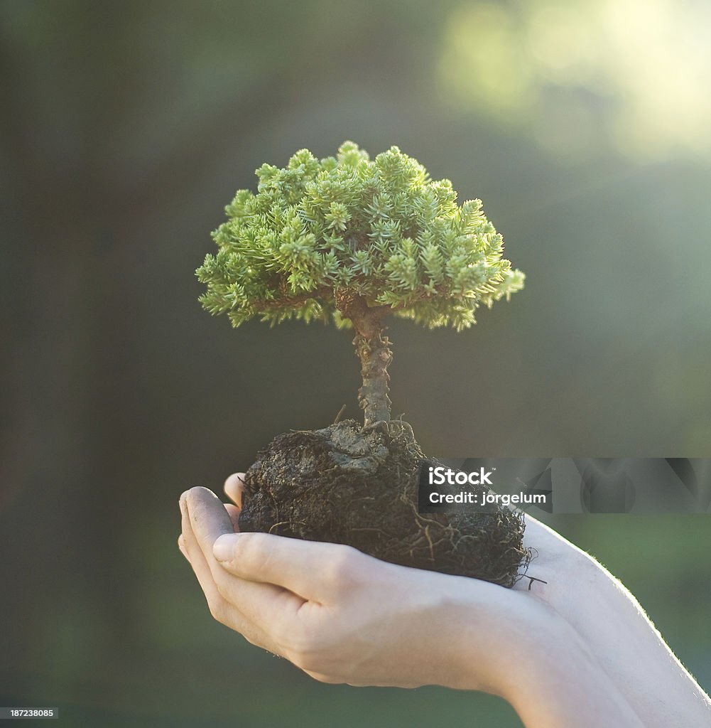 Attentionné pour arbres et de l'environnement - Photo de Bonsaï libre de droits