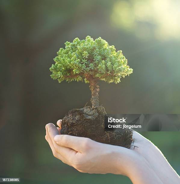 Pielęgnacji Drzew I Środowiska - zdjęcia stockowe i więcej obrazów Drzewo bonsai - Drzewo bonsai, Drzewo, Fotografika