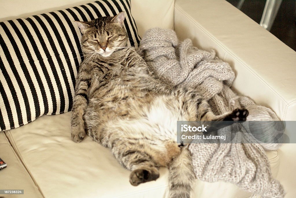 Lazy grasa cat durmiendo en el sofá en la sala de estar - Foto de stock de Gato doméstico libre de derechos