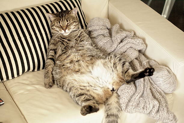 A fat cat relaxes on the couch Diet concept, fat lazy cat laying on the couch, Little bit overweight animal know how to relax, nice pose on the back showing big belly. Healthy lifestyle concept. Fighting with fatness animal abdomen photos stock pictures, royalty-free photos & images