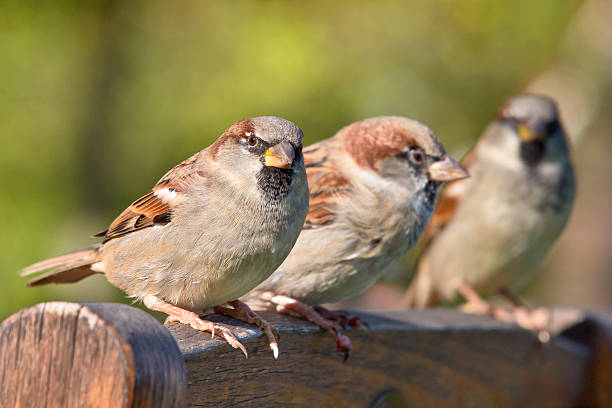 istock Group of House Sparrow 187239623