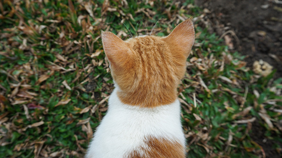 Back view of white-orange cat's head