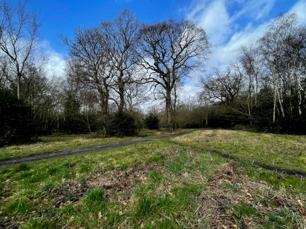 istock Trees in Woodland 1872397467