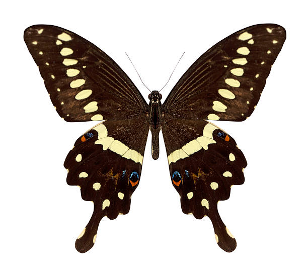 istock beautiful butterfly isolated on white 187239799