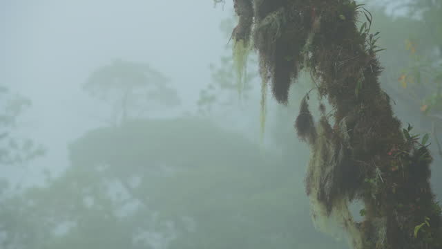 Cloud forest, Panama - stock video