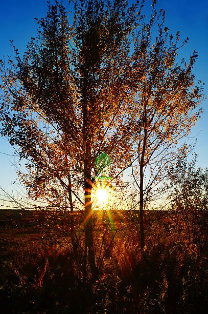 夕日の輝きで秋の落ち葉 - forest sunbeam tree light ストックフォトと画像