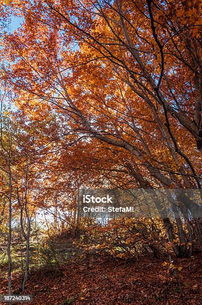 Beech Forest In Autumn Stock Photo - Download Image Now - Autumn, Backgrounds, Beauty In Nature