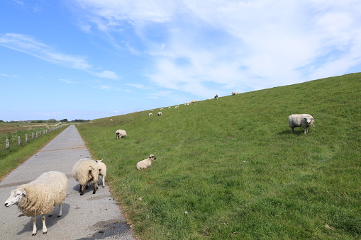 Mai 30, 2023, Westerland: A flock of sheep on a dike on Sylt