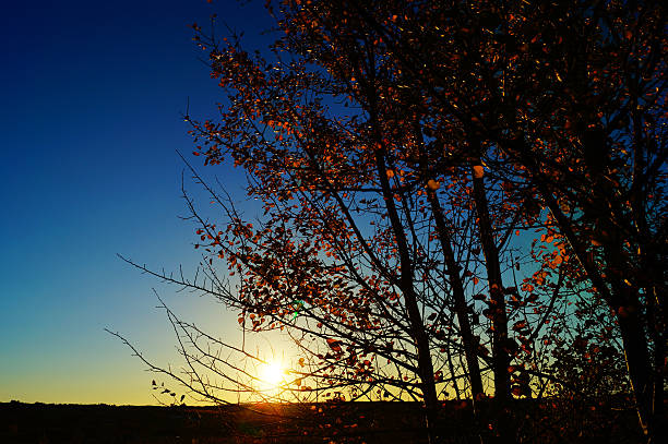 夕日の輝きで秋の落ち葉 - forest sunbeam tree light ストックフォトと画像