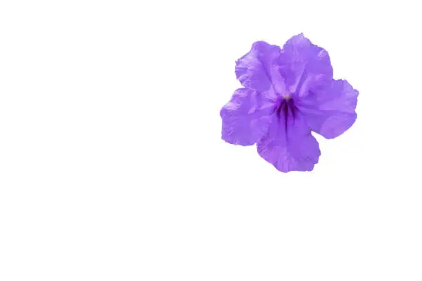 Purple flowers on a white background with Clipping Path
