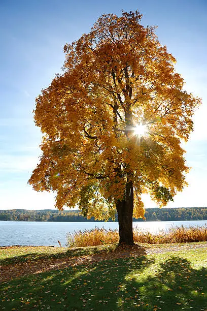 A Maple tree in autumn colors.