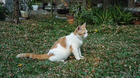a beautiful white-orange is sitting on the grass in the yard