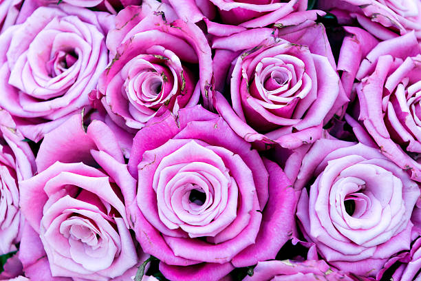 Old faded pink roses stock photo