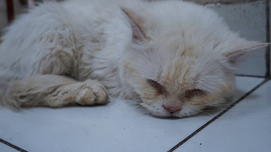 a white cat is sleeping on the floor, close up shot.