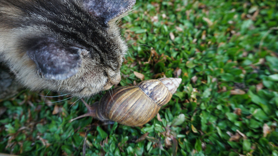 a cat playing with a snail in the yard