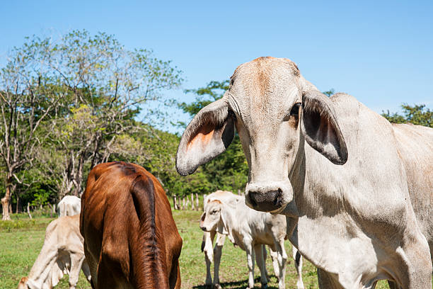 istock Brahma cattle calves in Costa Rica, Central America 187242331