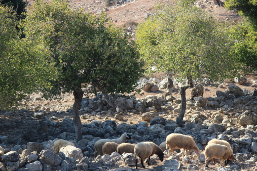 Galillee Awassi sheep between limestone rocks and Styrax trees