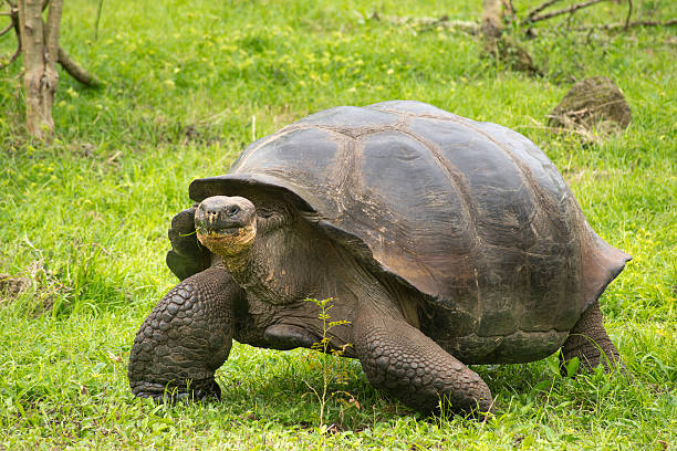 istock Giant Galapagos turtle,  Ecuador, South America 187242418