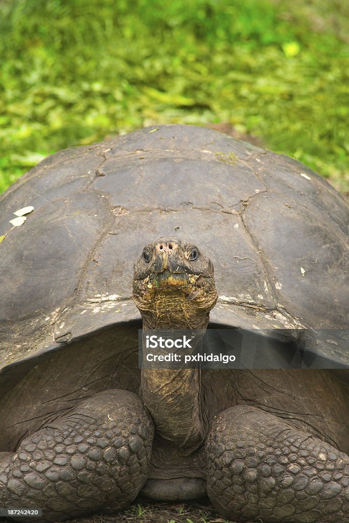Tartaruga gigante - Royalty-free Animal Foto de stock