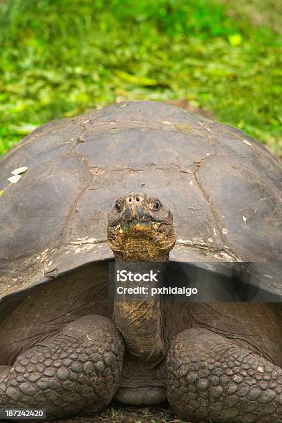 Tartaruga Gigante - Fotografias de stock e mais imagens de Animal - Animal, Animal em via de extinção, Ao Ar Livre