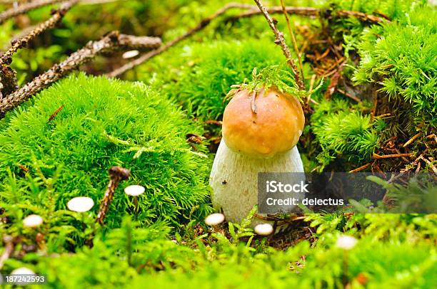 Porcini In Der Moss Stockfoto und mehr Bilder von Bildschärfe - Bildschärfe, Braun, Deutschland