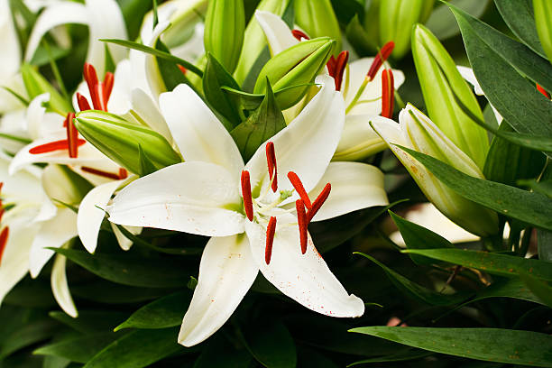 istock Beautiful white lily flowers 187242694