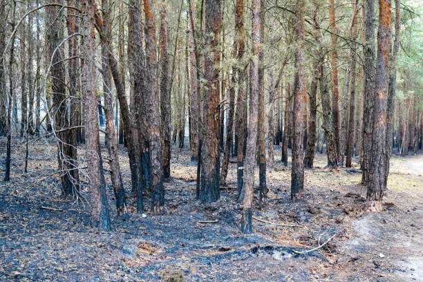 istock View of tree trunks charred but a undergrowth forest fire 1872434762