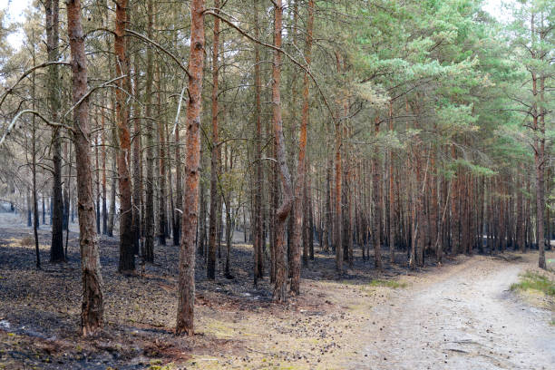 istock View of tree trunks charred but a undergrowth forest fire 1872434782