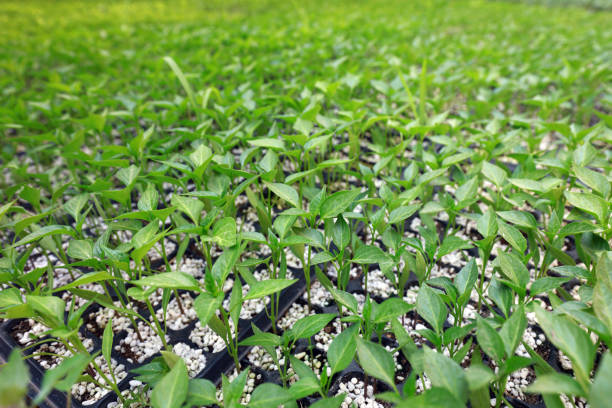 Close Up View Young Leaves Of Chili Pepper Or Capsicum Frutescens Plant Seeds In The Afternoon Sun