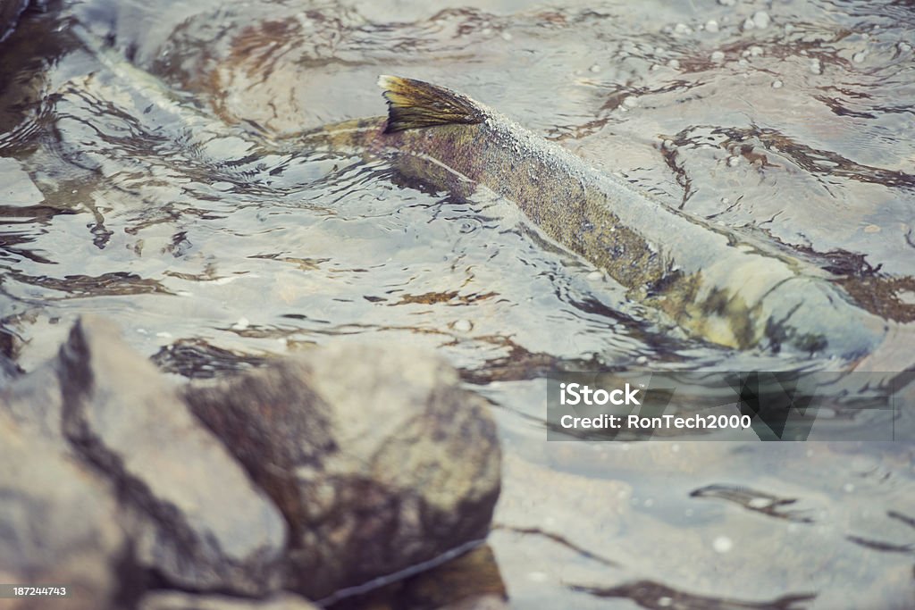 Saumon frayant - Photo de Colombie-Britannique libre de droits