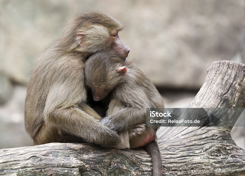 Deux jeunes Baboons se tenant sur un tronc d'arbre au Zoo - Photo de Babouin libre de droits