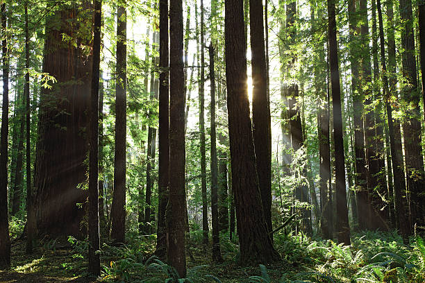 Coastal Redwoods stock photo