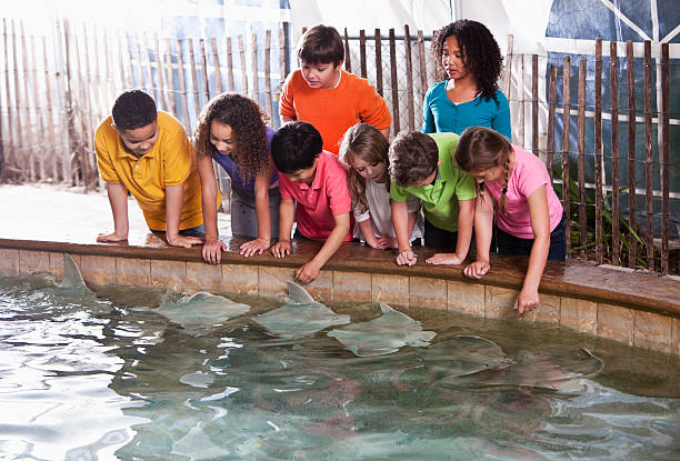 istock Children at zoo stingray exhibit 187245027